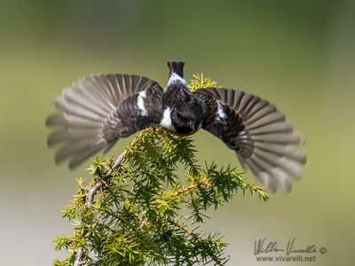 Saltimpalo (Saxicola torquatus)