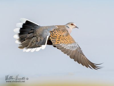 Tortora selvatica (Streptopelia turtur)