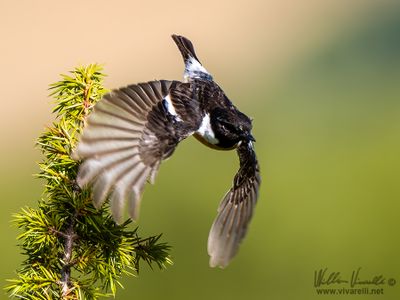 Saltimpalo (Saxicola torquatus)