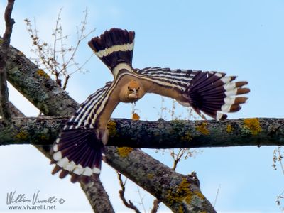 Upupa (Upupa epops)