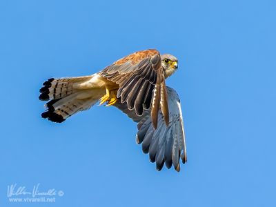 Gheppio (Falco tinnunculus)