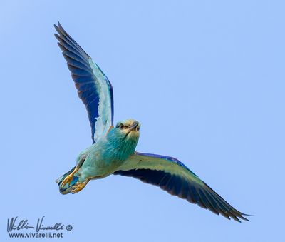 Ghiandaia marina (Coracias garrulus)