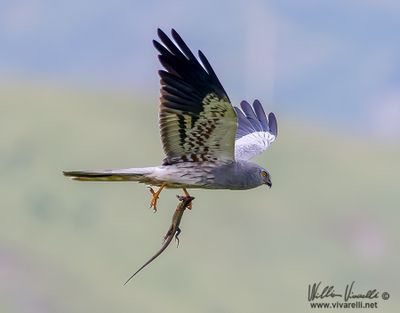 Albanella minore (Circus pygargus)