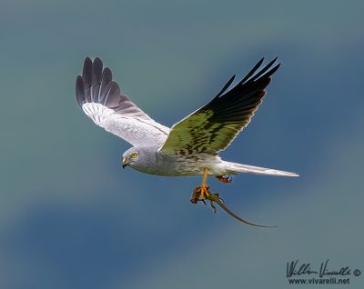 Albanella minore (Circus pygargus)