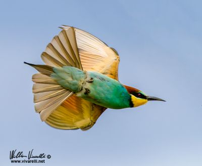 Gruccione (Merops apiaster)