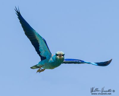 Ghiandaia marina (Coracias garrulus)
