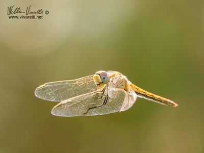 Libellula 