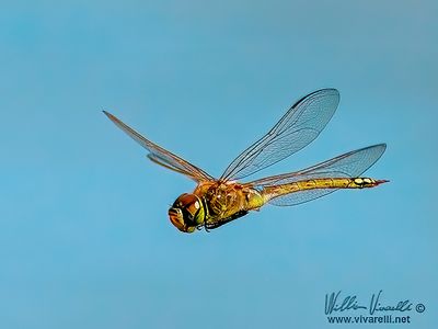 Libellula 