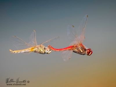 Libellula 