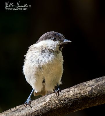 Cincia bigia (Poecile palustris)