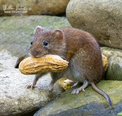 Arvicola rossastra (Clethrionomys glareolus)