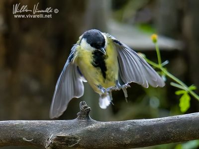 Cinciallegra (Parus major)