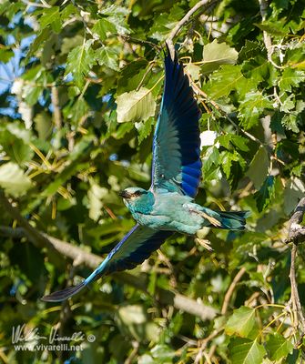 Ghiandaia marina (Coracias garrulus)