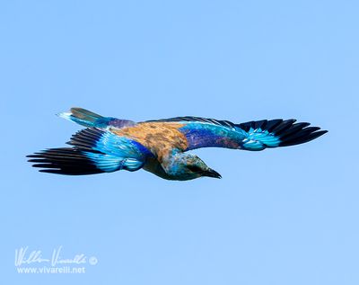 Ghiandaia marina (Coracias garrulus)
