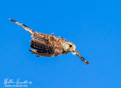 Gheppio (Falco tinnunculus)
