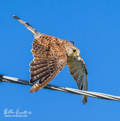 Gheppio (Falco tinnunculus)