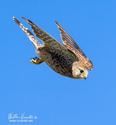 Gheppio (Falco tinnunculus)