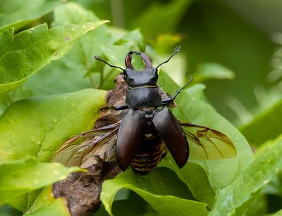Cervo volante (Lucanus cervus)