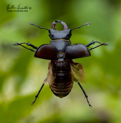 Cervo volante (Lucanus cervus)