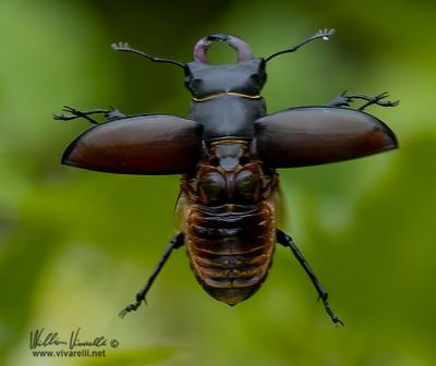 Cervo volante (Lucanus cervus)