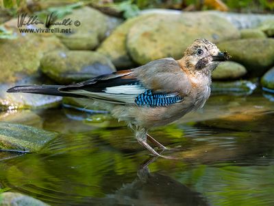 Ghiandaia (Garrulus glandarius)