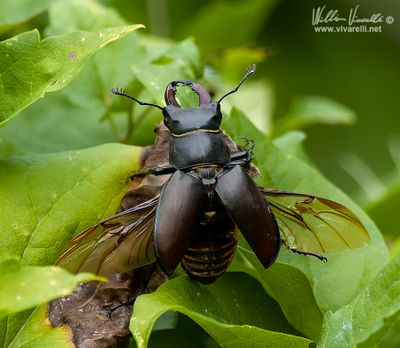 Cervo volante (Lucanus cervus)