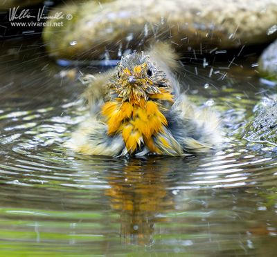 Pettirosso (Erithacus rubecula)