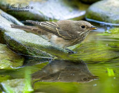 Pigliamosche (Muscicapa striata)