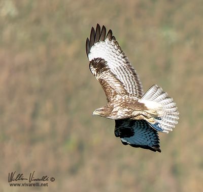 Poiana (Buteo buteo)