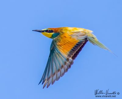 Gruccione (Merops apiaster)