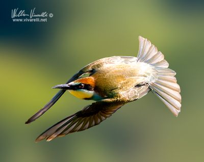 Gruccione (Merops apiaster)