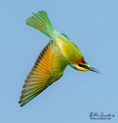 Gruccione (Merops apiaster)