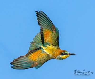 Gruccione (Merops apiaster)