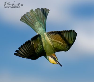 Gruccione (Merops apiaster)