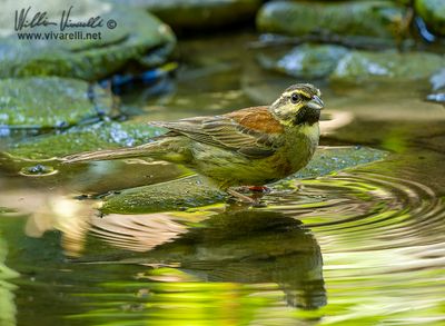 Zigolo nero (Emberiza cirlus)