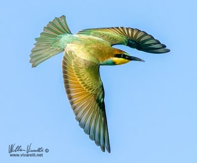 Gruccione (Merops apiaster)