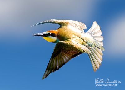 Gruccione (Merops apiaster)