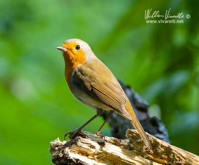 Pettirosso (Erithacus rubecula)