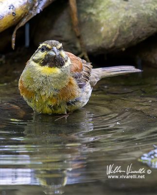 Zigolo nero (Emberiza cirlus)