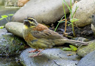 Zigolo nero (Emberiza cirlus)