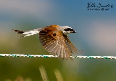 Averla piccola (Lanius collurio)