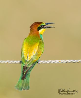 Gruccione (Merops apiaster)
