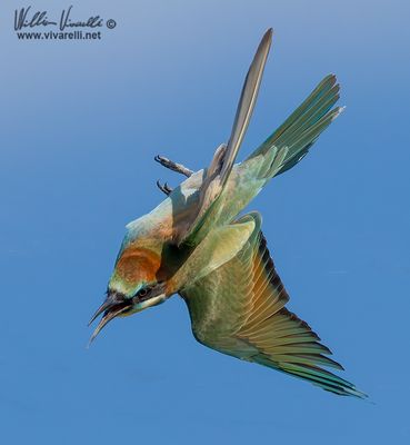 Gruccione (Merops apiaster)