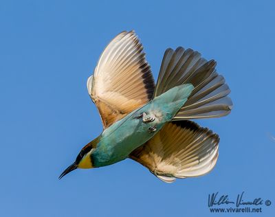 Gruccione (Merops apiaster)