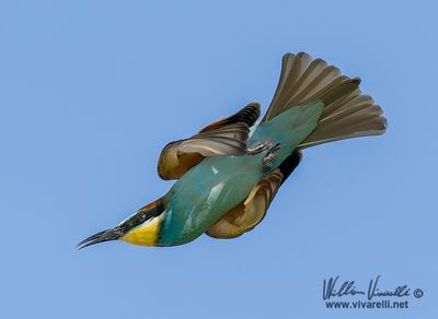 Gruccione (Merops apiaster)