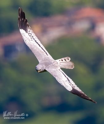 Albanella minore (Circus pygargus)