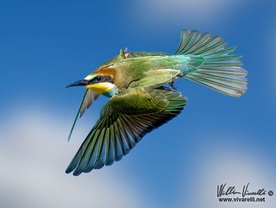 Gruccione (Merops apiaster)