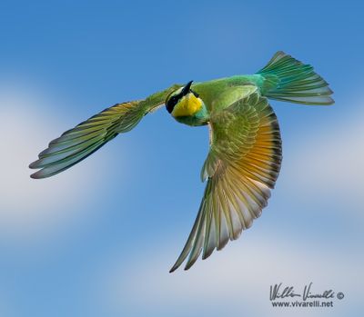 Gruccione (Merops apiaster)