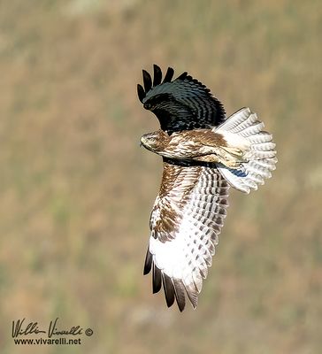 Poiana (Buteo buteo)