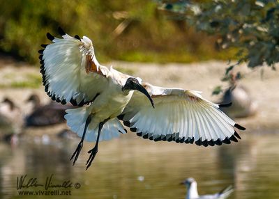 Ibis sacro (Threskiornis aethiopicus)